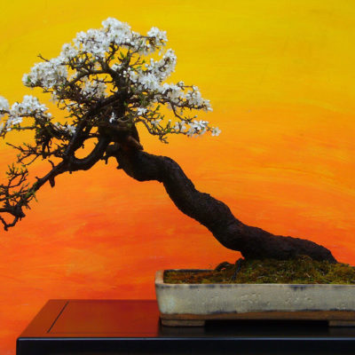 bonsai tree img01 400x400 - Бонсай в интерьере: селим и ухаживаем за японским чудом