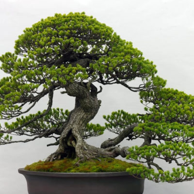 bonsai tree img02 400x400 - Бонсай в интерьере: селим и ухаживаем за японским чудом