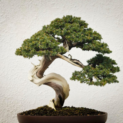 bonsai tree img03 400x400 - Бонсай в интерьере: селим и ухаживаем за японским чудом