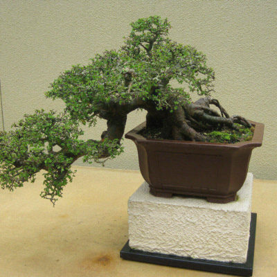 bonsai tree img04 400x400 - Бонсай в интерьере: селим и ухаживаем за японским чудом