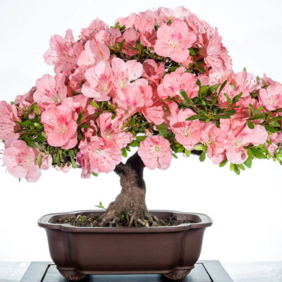 bonsai tree img05 400x400 - Бонсай в интерьере: селим и ухаживаем за японским чудом