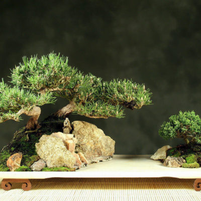 bonsai tree img06 400x400 - Бонсай в интерьере: селим и ухаживаем за японским чудом