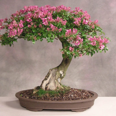 bonsai tree img07 400x400 - Бонсай в интерьере: селим и ухаживаем за японским чудом