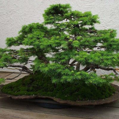 bonsai tree img09 400x400 - Бонсай в интерьере: селим и ухаживаем за японским чудом