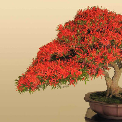 bonsai tree img12 400x400 - Бонсай в интерьере: селим и ухаживаем за японским чудом