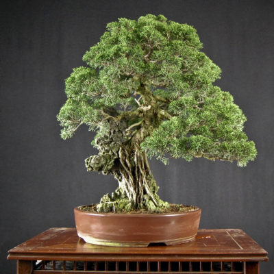 bonsai tree img13 400x400 - Бонсай в интерьере: селим и ухаживаем за японским чудом
