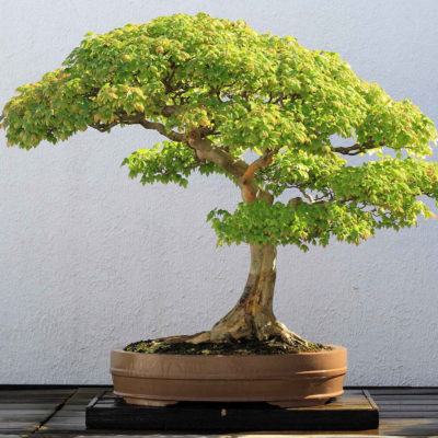 bonsai tree img15 400x400 - Бонсай в интерьере: селим и ухаживаем за японским чудом