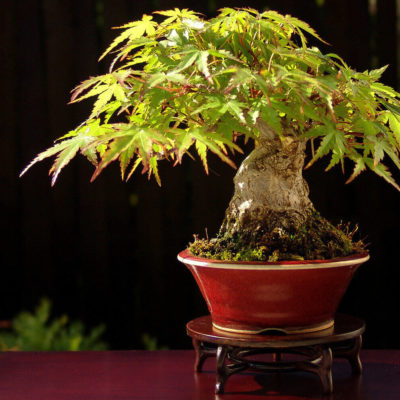 bonsai tree img16 400x400 - Бонсай в интерьере: селим и ухаживаем за японским чудом