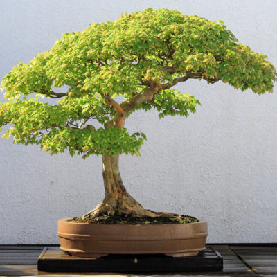 bonsai tree img17 400x400 - Бонсай в интерьере: селим и ухаживаем за японским чудом