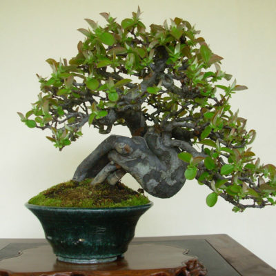 bonsai tree img18 400x400 - Бонсай в интерьере: селим и ухаживаем за японским чудом