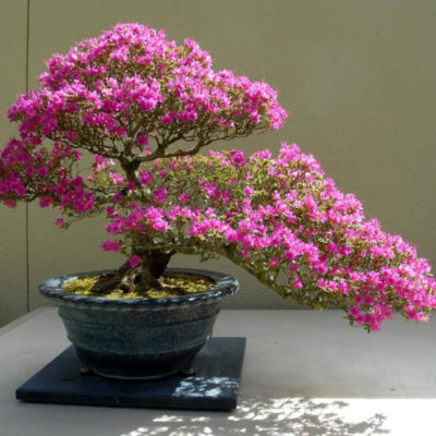 bonsai tree img19 400x400 - Бонсай в интерьере: селим и ухаживаем за японским чудом