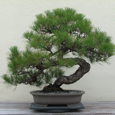 bonsai tree img21 400x400 - Бонсай в интерьере: селим и ухаживаем за японским чудом