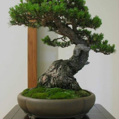 bonsai tree img22 400x400 - Бонсай в интерьере: селим и ухаживаем за японским чудом