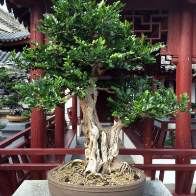 bonsai tree img24 400x400 - Бонсай в интерьере: селим и ухаживаем за японским чудом