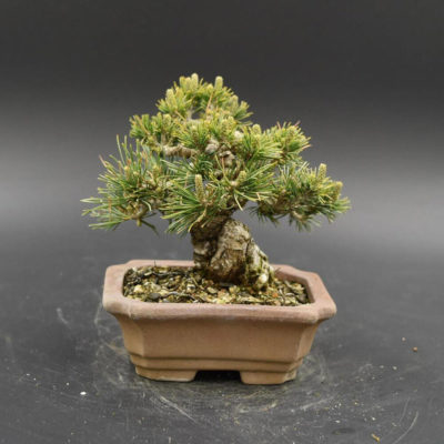 bonsai tree img25 400x400 - Бонсай в интерьере: селим и ухаживаем за японским чудом