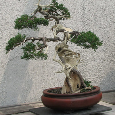 bonsai tree img26 400x400 - Бонсай в интерьере: селим и ухаживаем за японским чудом