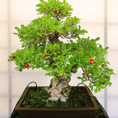bonsai tree img27 400x400 - Бонсай в интерьере: селим и ухаживаем за японским чудом
