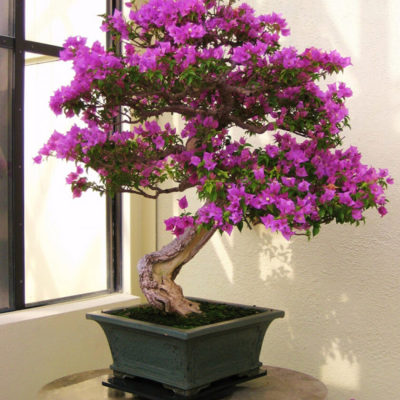 bonsai tree img28 400x400 - Бонсай в интерьере: селим и ухаживаем за японским чудом
