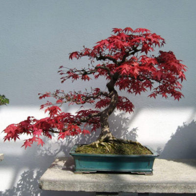 bonsai tree img29 400x400 - Бонсай в интерьере: селим и ухаживаем за японским чудом