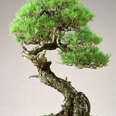 bonsai tree img30 400x400 - Бонсай в интерьере: селим и ухаживаем за японским чудом