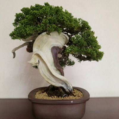 bonsai tree img31 400x400 - Бонсай в интерьере: селим и ухаживаем за японским чудом