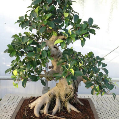 bonsai tree img32 400x400 - Бонсай в интерьере: селим и ухаживаем за японским чудом