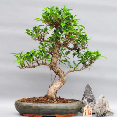 bonsai tree img33 400x400 - Бонсай в интерьере: селим и ухаживаем за японским чудом