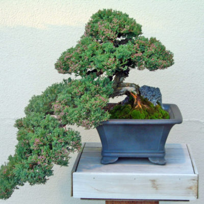bonsai tree img34 400x400 - Бонсай в интерьере: селим и ухаживаем за японским чудом