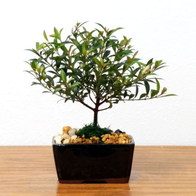 bonsai tree img35 400x400 - Бонсай в интерьере: селим и ухаживаем за японским чудом