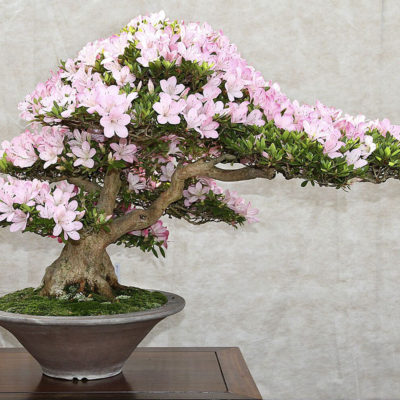 bonsai tree img39 400x400 - Бонсай в интерьере: селим и ухаживаем за японским чудом
